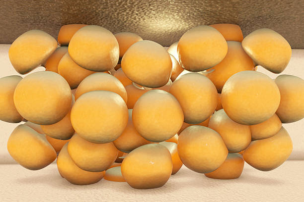 Fat cells - 3d rendered illustration stock photo