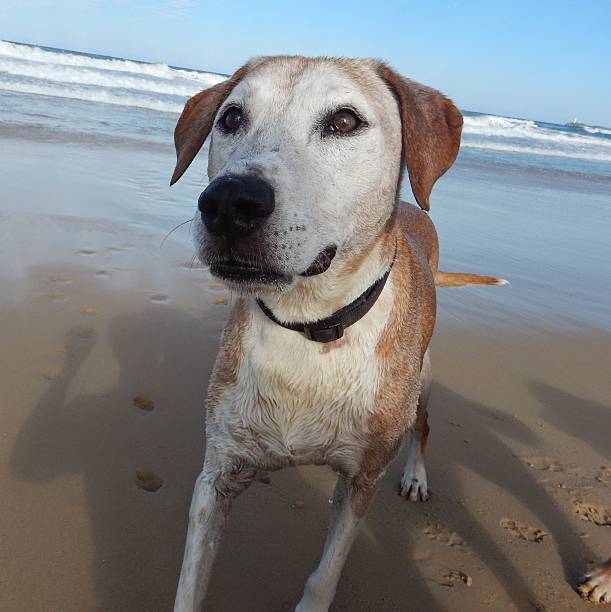 istock Dog at the Beach 466921980