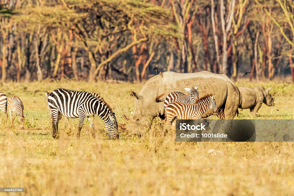 White Rhino and Zebras - grazing brotherhood White rhinoceros at Lake Nakuru National Park in Kenya - double horns with flying birds oxpecker   2015 Stock Photo