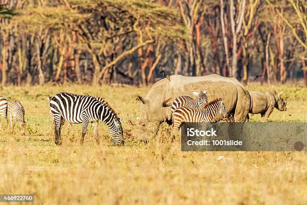 White Rhino And Zebras Grazing Brotherhood Stock Photo - Download Image Now - 2015, Acacia Tree, Africa