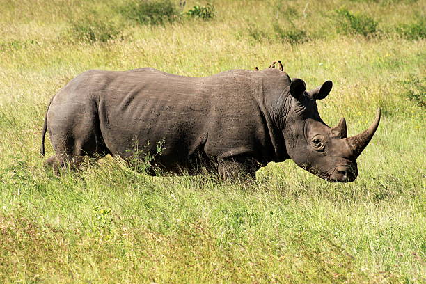 istock Rhinoceros in grasslands 466923077
