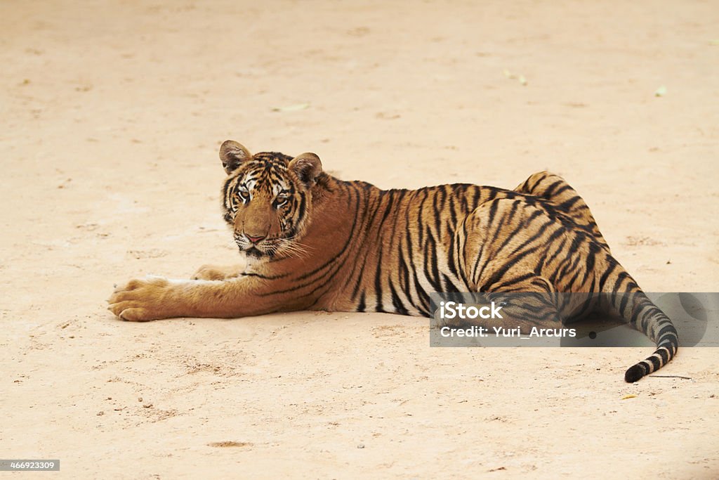 Tiger contempla de un paseo a la cámara - Foto de stock de Tigre libre de derechos
