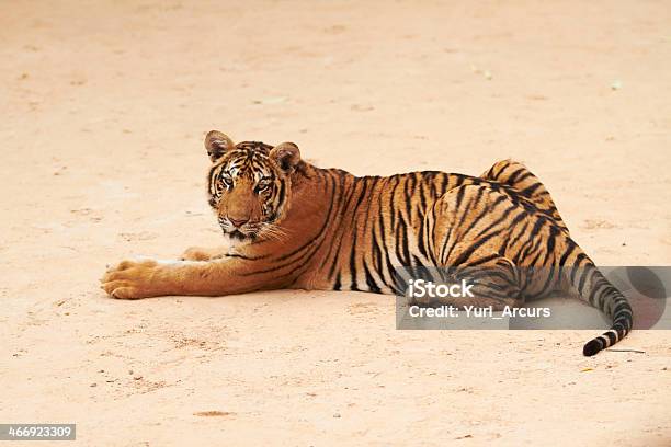 Photo libre de droit de Tigre Vue Quelles Se Dirigent Nonchalamment La Caméra banque d'images et plus d'images libres de droit de Tigre