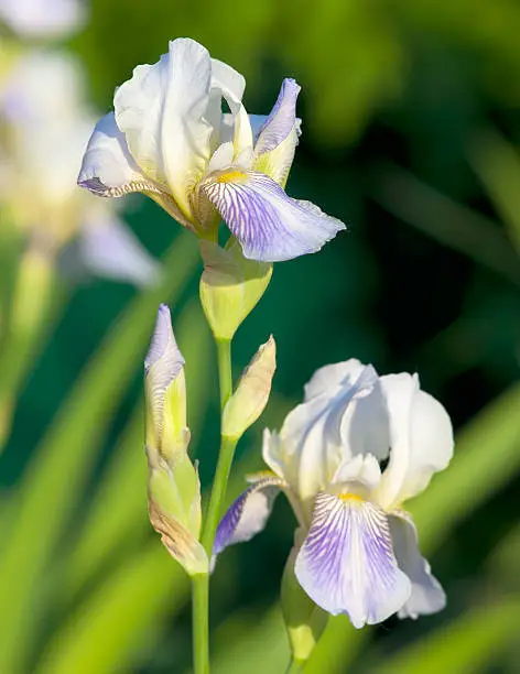 Photo of Irises blossoming