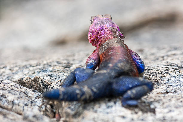istock Red Headed Rock Agama in Serengeti 466924305