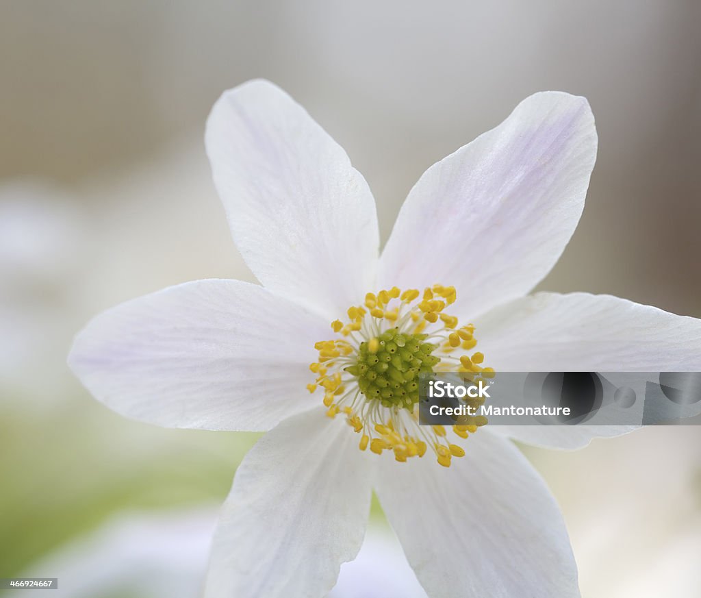 Anemone narcissino (anémona nemorosa) - Foto de stock de Aire libre libre de derechos