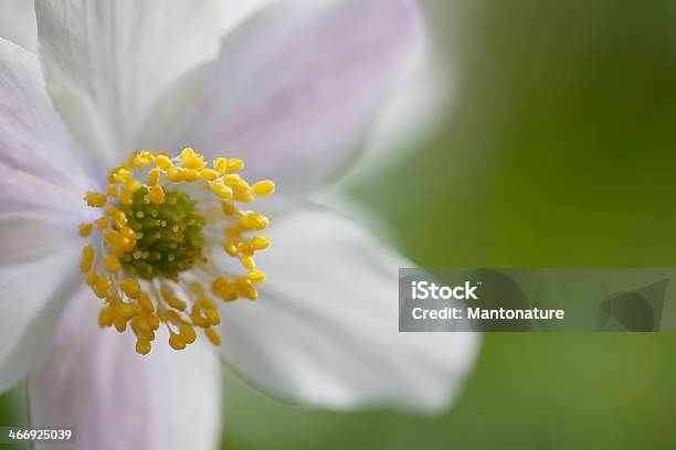 Buschwindröschen Stockfoto und mehr Bilder von Blatt - Pflanzenbestandteile - Blatt - Pflanzenbestandteile, Blume, Blüte