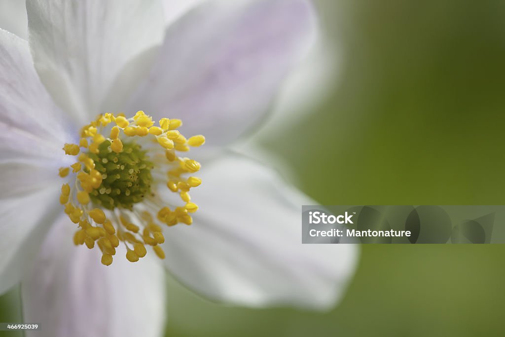 ヤブイチゲ（Anemone nemorosa ) - おしべのロイヤリティフリーストックフォト