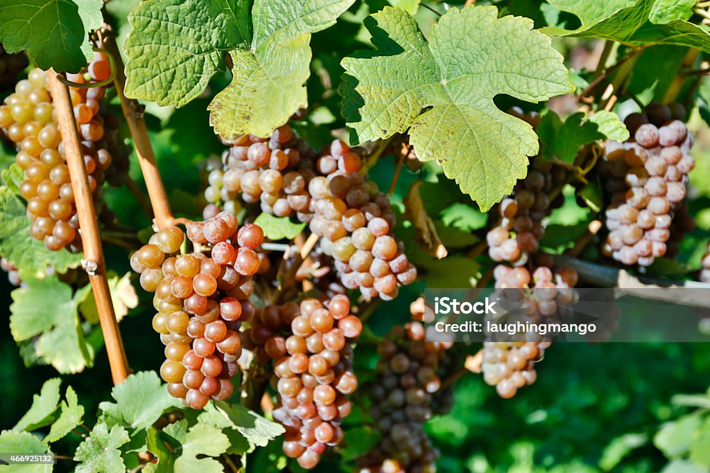 Organic Ripe Pinot Gris Grapes Organic ripe Pinot Gris grapes on the vine ready for harvest during autumn in the Okanagan Valley, British Columbia, Canada. Pinot Grigio - Wine Stock Photo
