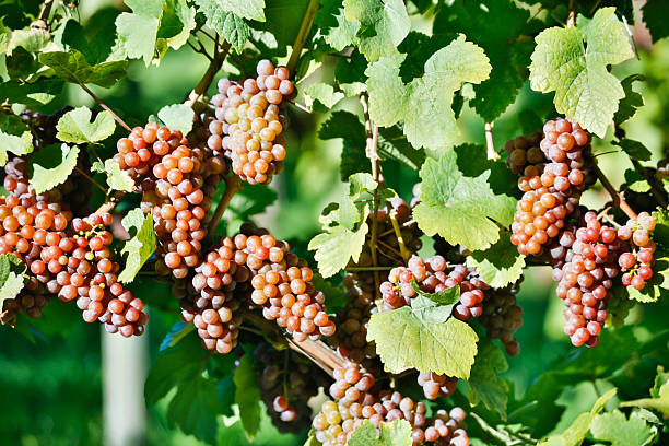 orgánicos maduras uvas pinot gris - kelowna chardonnay grape vineyard grape fotografías e imágenes de stock