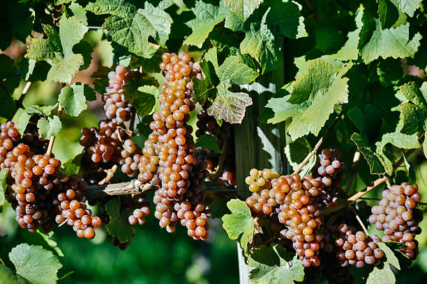 orgânicos pinot gris uvas, tomates - kelowna chardonnay grape vineyard grape imagens e fotografias de stock