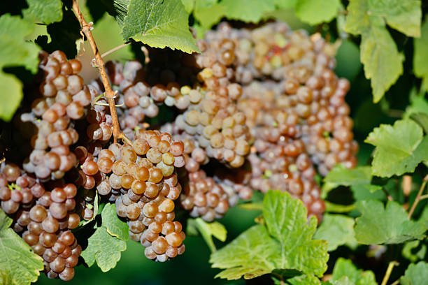 orgánicos maduras uvas pinot gris - kelowna chardonnay grape vineyard grape fotografías e imágenes de stock