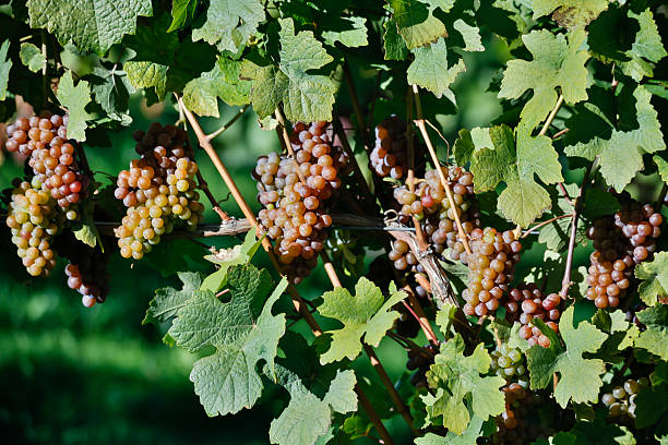 orgânicos pinot gris uvas, tomates - kelowna chardonnay grape vineyard grape imagens e fotografias de stock