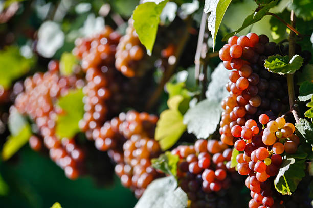 orgánicos maduras uvas pinot gris - kelowna chardonnay grape vineyard grape fotografías e imágenes de stock