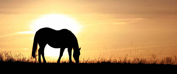 パノラマの馬のシルエットでグレートプレインズ - horse panoramic scenics prairie ストックフォトと画像