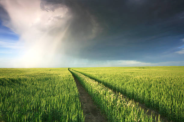 gwałtowna burza z piorunami w midwest prairie - storm wheat storm cloud rain zdjęcia i obrazy z banku zdjęć