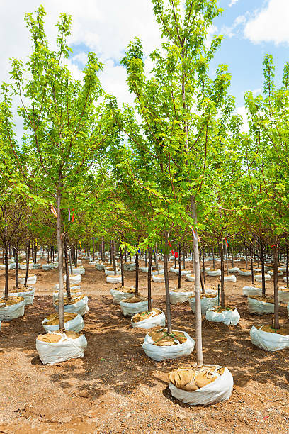 istock Landscaping Sapling Trees in Retail Nursery Garden Center 466925784