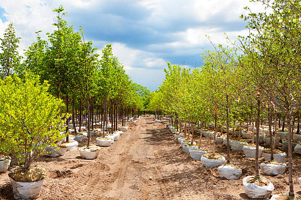 Variety of Landscaping Sapling Trees Display in Nursery Garden Center Variety of tree seedling plants displayed in a garden center retail store and tree nursery. tree farm stock pictures, royalty-free photos & images