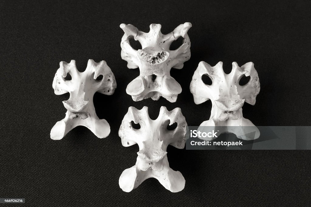 Four turkey bones Four turkey bones - close-up photography. 2015 Stock Photo