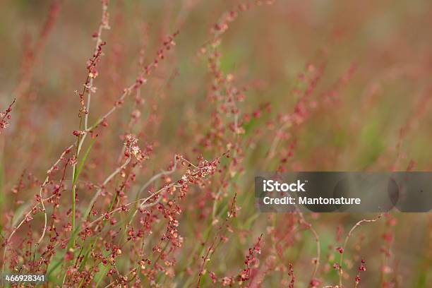 Romice Acetosella - Fotografie stock e altre immagini di Romice acetosella - Romice acetosella, Acetosa, Ambientazione esterna