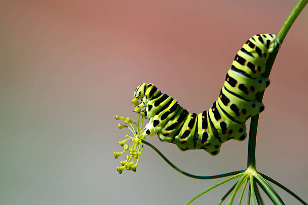 프로파일을 쐐기벌레, 산호랑나비 (papilio machaon) - butterfly swallowtail butterfly caterpillar black 뉴스 사진 이미지