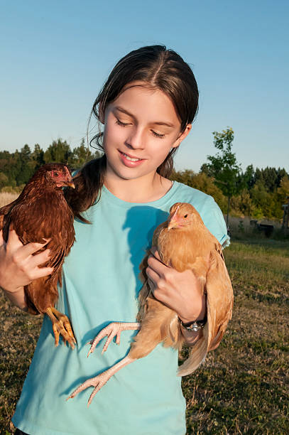 istock Girl Holding Hen 466930729