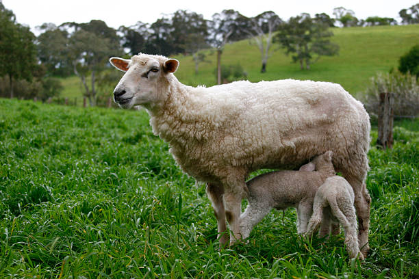 sheep & lambs - leicester 個照片及圖片檔
