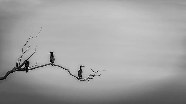 istock Cormorant (Phalacrocorax carbo) , three sitting on dried branch 466932124