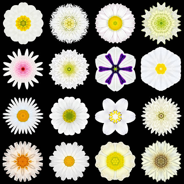 istock Big Collection of Various White Pattern Flowers Isolated on Black 466932759