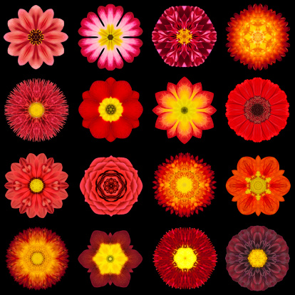 Big Collection of Various Red Flowers. Kaleidoscopic Mandala Patterns Isolated on Black Background. Concentric Rose, Daisy, Primrose, Sunflower, Carnation, Marigold, Gerber, Dahlia Zinnia Flowers in Red colors.