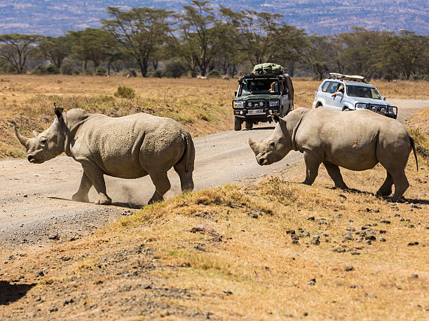 White Rhinos and Safari Car Nakuru, Kenya - February 12, 2015: Tourists with Safari vehicles at Lake Nakuru national park and They very close to rhinos and They are watching rhinos on the road.  named animal stock pictures, royalty-free photos & images