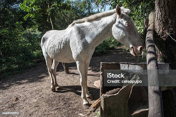 Caballo Foto de stock y más banco de imágenes de Aire libre - Aire libre, Ajardinado, Animal