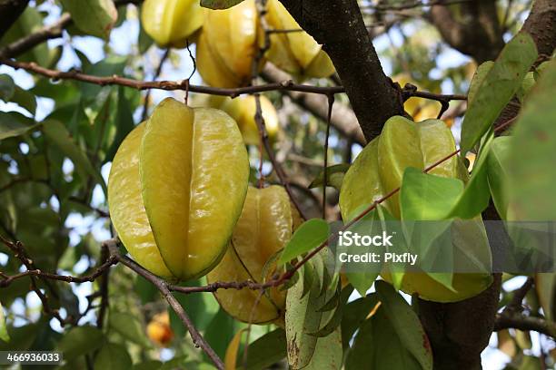 Photo libre de droit de Star Fruit Sur Tree banque d'images et plus d'images libres de droit de Aliment cru - Aliment cru, Aliment en portion, Ananas