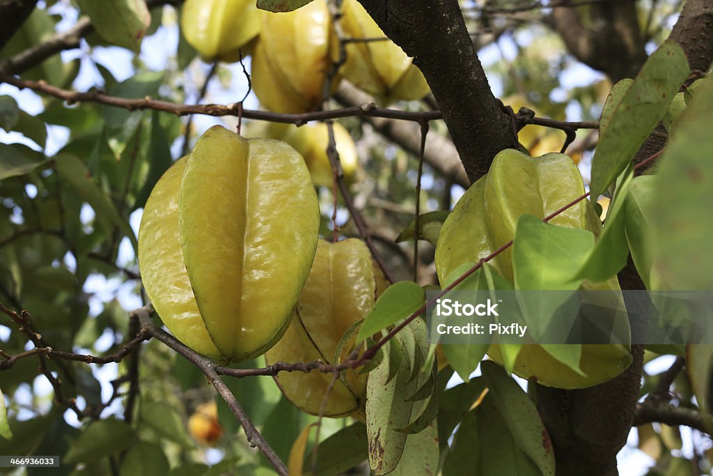 star frutas na árvore - Foto de stock de Abacaxi royalty-free