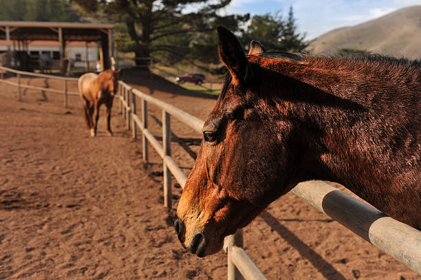 istock Horses in a fenced area with mountains 466936587