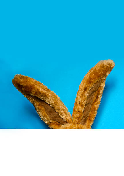 Easter design concept: Brown Easter bunny ears photographed in a studio in front of a plain, blue background. There is plenty of copy space for your logo or text.