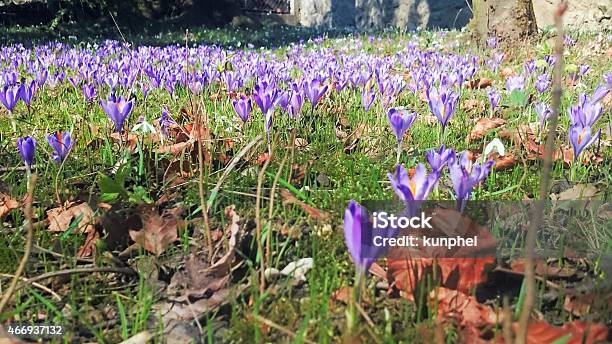 Crocus Ligusticus Stock Photo - Download Image Now - 2015, Beauty In Nature, Blossom