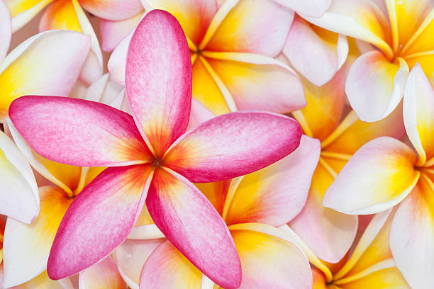 istock Plumeria flower background 466937176