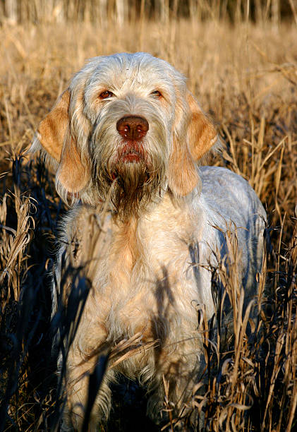 spinone w wysokich traw - italian spinone zdjęcia i obrazy z banku zdjęć