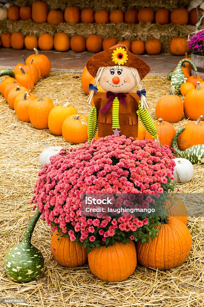 Pumpkin Patch Agricultural Fair Farmer's Market Scarecrow in a pumpkin patch at a farmer's market in Keremeos, British Columbia, Canada. Agricultural Fair Stock Photo