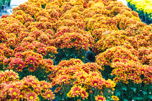 Beautiful flowers of chrysanthemums