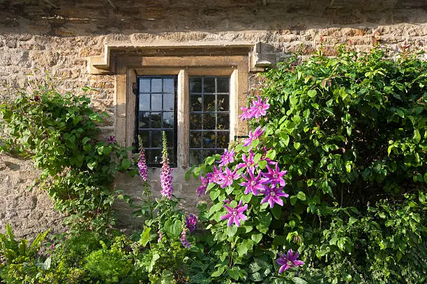 Clematis plant and flowers growing around an old cottage stone mullion window