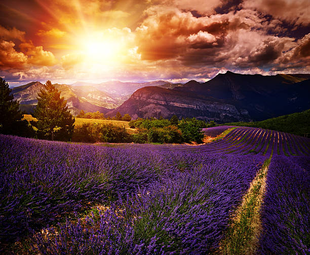 lavender field Summer sunset landscape stock photo