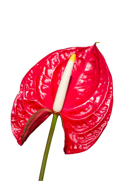 istock Anthurium/Flamingo flowers. 466941827