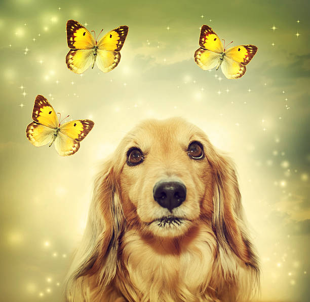 istock Dachshund dog with butterflies 466941863