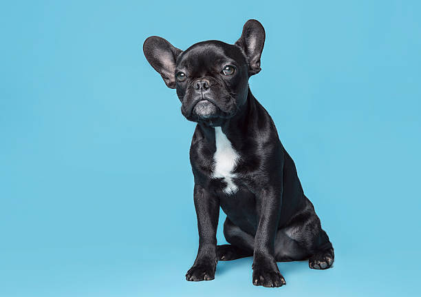 istock French Bulldog On Blue Background 466941986
