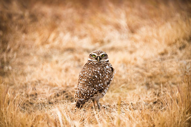 Burrowing Owl Standing in a Field of Dry Grass A Burrowing Owl standing in a field of dry grass. Looking straight in to the camera lens. Oakley, California. USA. Nikon D810 and a Nikkor 28-300mm lens. burrowing owl stock pictures, royalty-free photos & images