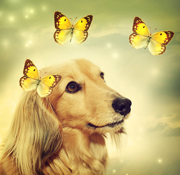 istock Dachshund dog with butterflies 466942461