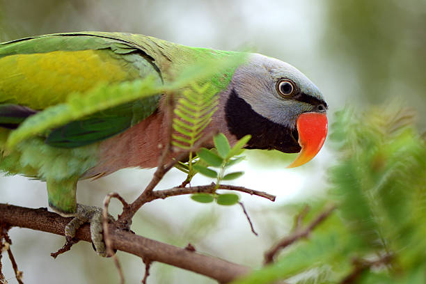 istock Green Macaw Parrot on tree branch 466943925