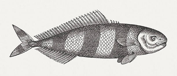 Pilot fish (Naucrates ductor), wood engraving, published in 1865 Pilot fish (Naucrates ductor). Woodcut engraving, published in 1865. pilot fish stock illustrations